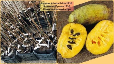 Азимина Прима 1216